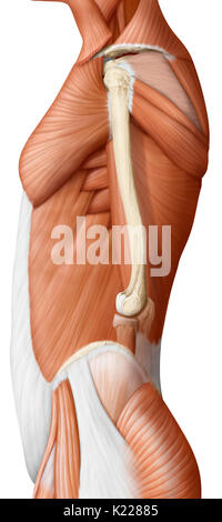 Cette image montre une vue latérale des muscles du tronc. Banque D'Images