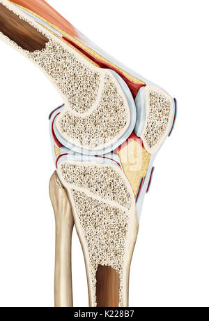 Les Articulations synoviales du genou liens le fémur au tibia, le péroné et la rotule. En conséquence, le genou fait référence à la zone du corps où la cuisse répond à la génisse. Souvent utilisé, il est renforcé et stabilisé par plusieurs ligaments et des ménisques. Banque D'Images