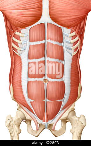 Cette image montre une vue antérieure des muscles du tronc. Banque D'Images