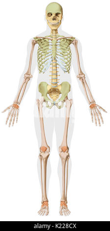 Le squelette humain est composé de 206 os articulés de différentes tailles et formes. Banque D'Images