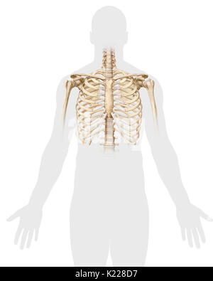 Structure osseuse qui se compose de 12 paires de côtes, 12 vertèbres thoraciques et le sternum ; il contient et protège les organes du thorax et joue un rôle dans la respiration. Banque D'Images