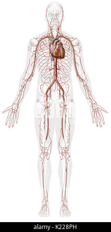 Les artères (à l'exception des artères pulmonaires) distribuer le sang riche en oxygène à l'organisme. Banque D'Images