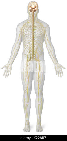 Le système nerveux est constitué de deux entités distinctes avec des rôles définis : le système nerveux central (cerveau et moelle épinière) et le système nerveux périphérique (les nerfs). Banque D'Images