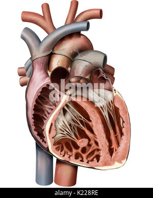 Le cœur est un organe musculaire composé de quatre chambres, ses contractions rythmiques et pompe le sang circuler. Banque D'Images