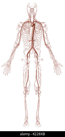 Les artères (à l'exception des artères pulmonaires) distribuer le sang riche en oxygène à l'organisme. Banque D'Images