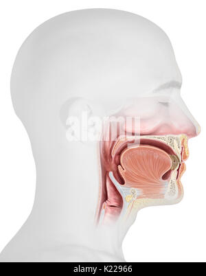 Cette image montre la partie supérieure des organes de l'appareil digestif. Banque D'Images
