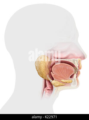 Cette image montre la partie supérieure des organes de l'appareil digestif. Banque D'Images