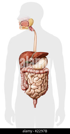 Système formé par la bouche, le tube digestif et ses glandes qui utilise l'action mécanique, des enzymes ou des sécrétions pour décomposer la nourriture, absorber les nutriments et expulser les déchets. Banque D'Images
