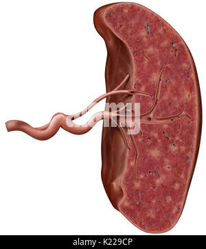 Organe lymphatique situé entre l'estomac et du pancréas ; site de la production de globules blancs et des anticorps. Banque D'Images