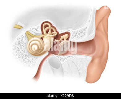 L'oreille est composée de trois parties distinctes ; audition est contrôlée par l'oreille interne, qui contient les organes sensoriels. Banque D'Images