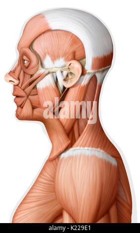 L'image montre une vue latérale des muscles de la tête et du cou. Banque D'Images