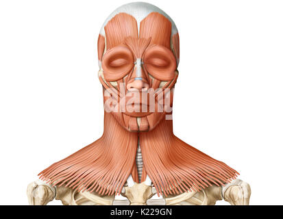 L'image montre une vue antérieure des muscles de la tête et du cou. Banque D'Images