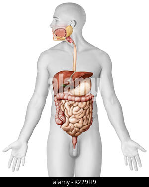 Système formé par la bouche, le tube digestif et ses glandes qui utilise l'action mécanique, des enzymes ou des sécrétions pour décomposer la nourriture, absorber les nutriments et expulser les déchets. Banque D'Images