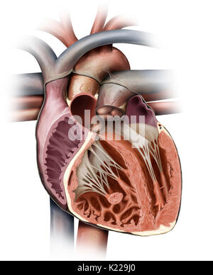 Le cœur est un organe musculaire composé de quatre chambres, ses contractions rythmiques et pompe le sang circuler. Banque D'Images
