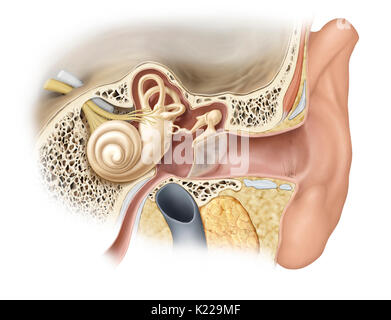 L'oreille est composée de trois parties distinctes ; audition est contrôlée par l'oreille interne, qui contient les organes sensoriels. Banque D'Images