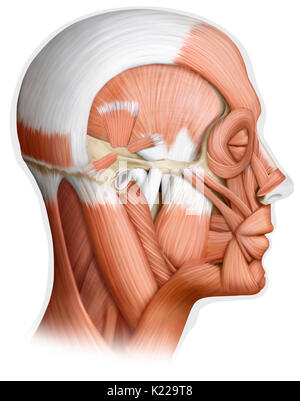 L'image montre une vue latérale des muscles de la tête. Banque D'Images