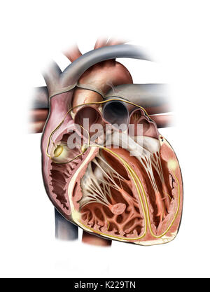 Le cœur est un organe musculaire composé de quatre chambres, ses contractions rythmiques et pompe le sang circuler. Banque D'Images