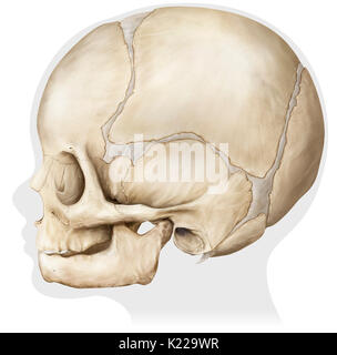 Structure osseuse formée de huit os (os et même quatre quatre os impair) recouvrant et protégeant le cerveau. Celui-ci est encore un enfant. Banque D'Images