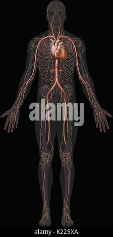 Les artères (à l'exception des artères pulmonaires) distribuer le sang riche en oxygène à l'organisme. Banque D'Images