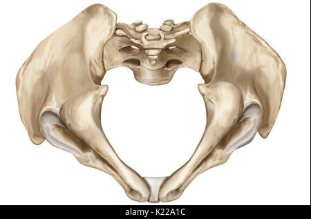 Ceinture osseux constitué du sacrum, coccyx et deux os iliaques, rejoignant les os des membres inférieurs pour le squelette axial. Banque D'Images