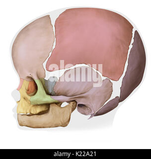 Structure osseuse formée de huit os (os et même quatre quatre os impair) recouvrant et protégeant le cerveau. Celui-ci est encore un enfant. Banque D'Images