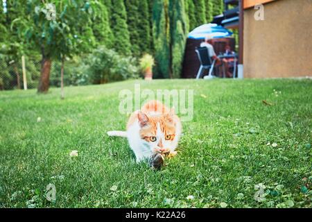 Le gingembre cat attraper un oiseau sur le jardin de la maison familiale. Banque D'Images