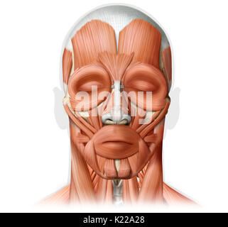 L'image montre une vue antérieure des muscles de la tête. Banque D'Images