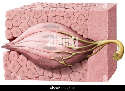 Organe gustatif formé de cellules sensorielles qui, en contact avec la salive, détecter les saveurs et de les transmettre au cerveau sous la forme d'influx nerveux. Banque D'Images