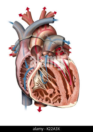 Le cœur est un organe musculaire composé de quatre chambres, ses contractions rythmiques et pompe le sang circuler. Banque D'Images