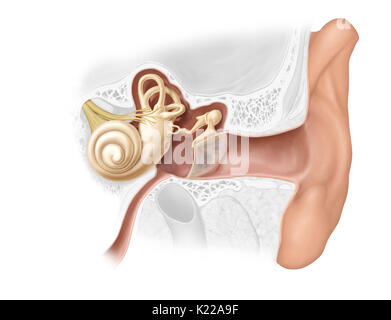 L'oreille est composée de trois parties distinctes ; audition est contrôlée par l'oreille interne, qui contient les organes sensoriels. Banque D'Images