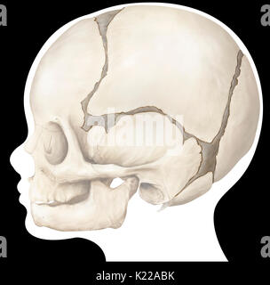 Structure osseuse formée de huit os (os et même quatre quatre os impair) recouvrant et protégeant le cerveau. Celui-ci est encore un enfant. Banque D'Images