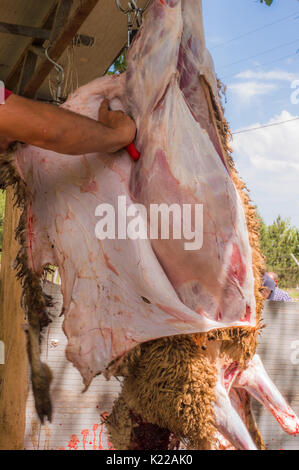Coupe homme butcher musulmane un mouton pour l'Aïd Al-Adha. L'Eid al-Adha (Fête du Sacrifice) est le deuxième de deux jours fériés musulmans célébrée chaque année dans le monde. Banque D'Images