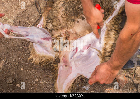 Coupe homme butcher musulmane un mouton pour l'Aïd Al-Adha. L'Eid al-Adha (Fête du Sacrifice) est le deuxième de deux jours fériés musulmans célébrée chaque année dans le monde. Banque D'Images