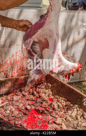 Boucherie musulmane homme récupère un mouton pour l'Aïd Al-Adha. L'Eid al-Adha (Fête du Sacrifice) est le deuxième de deux jours fériés musulmans célébré dans le monde entier chaque oui Banque D'Images