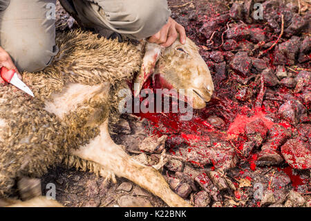 Coupe homme butcher musulmane un mouton pour l'Aïd Al-Adha. L'Eid al-Adha (Fête du Sacrifice) est le deuxième de deux jours fériés musulmans célébrée chaque année dans le monde. Banque D'Images
