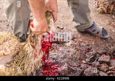 Coupe homme butcher musulmane un mouton pour l'Aïd Al-Adha. L'Eid al-Adha (Fête du Sacrifice) est le deuxième de deux jours fériés musulmans célébrée chaque année dans le monde. Banque D'Images