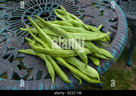 L'Empereur écarlate fraîchement cueillis haricots sur table de jardin en plein air. La composition en diagonale. Banque D'Images