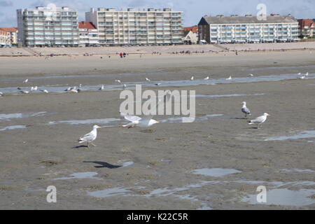 Mouettes au touquet paris plage france Banque D'Images