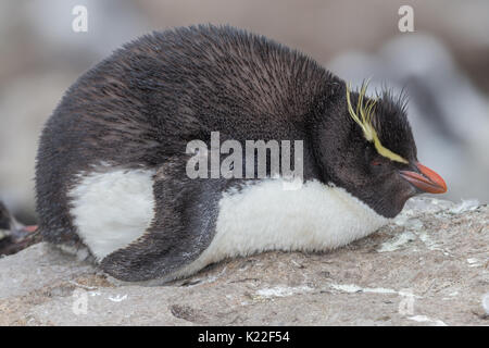 Rockhopper Penguin Eudyptes crestatus Ouest mue Point Island Îles Falkland Îles Malvinas Banque D'Images