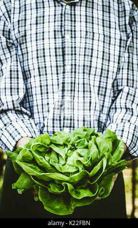 Les légumes biologiques. Les agriculteurs les mains avec des légumes fraîchement récoltés. Laitue fraîche bio. Banque D'Images