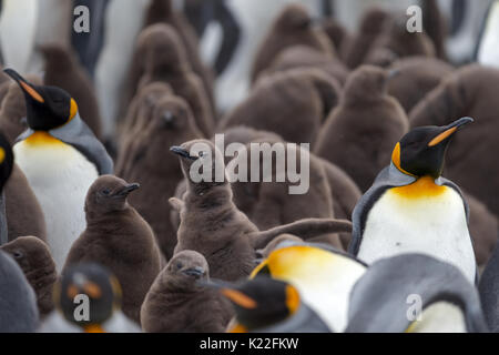 Manchot royal Aptenodytes patagonicus crèche pour les mineurs de l'île East Point Bénévoles Îles Falkland (Malvinas) Banque D'Images