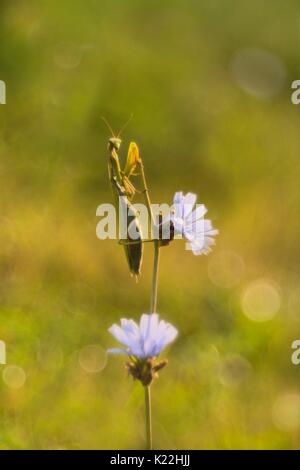 Manerba lac de Garde,Lombardie,Allemagne,Italie,une mante religieuse reposant sur une tige florale. Le tournage sans objectif Meyer Trioplan Banque D'Images