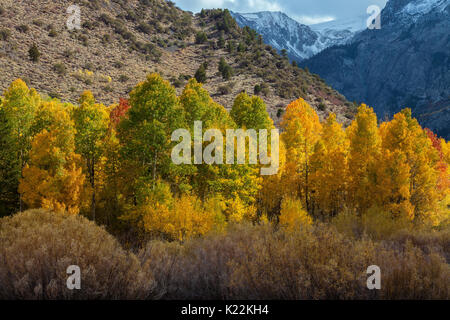 Trembles dans leur feuillage d'automne, l'est de la sierra nevada, en Californie. Banque D'Images