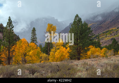 Feuillage d'automne et le centre d'brouillard sur les montagnes de la sierra nevada, boucle du lac juin juin, lake, en Californie. Banque D'Images