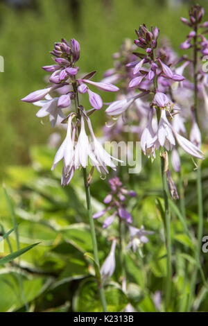 Fleurs violettes de la floraison hosta Hosta undulata Banque D'Images