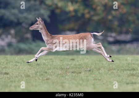 Daim Banque D'Images