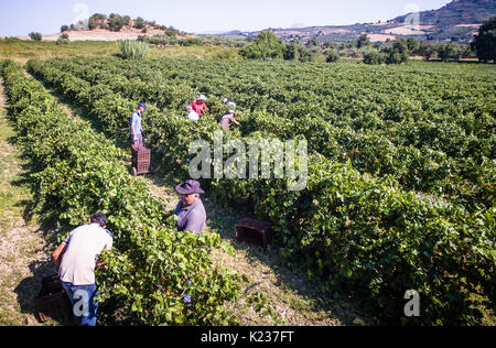 Mouzaki, Ilia, Grèce - le 18 août 2017 : les travailleurs agricoles saisonniers (hommes et femmes, jeunes et vieux) et les raisins secs en Grèce. Les raisins sont produits com Banque D'Images