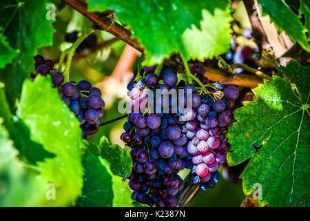 Close up de raisins frais Banque D'Images
