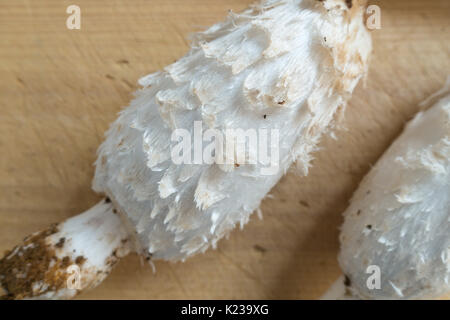 Shaggy, Cap d'encre perruque perruque Juges, avocats, Coprinus comatus sur une planche à découper en bois prêt à cuire Banque D'Images