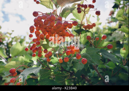 De belles grappes de viburnum rouge parmi les feuilles d'été. Banque D'Images